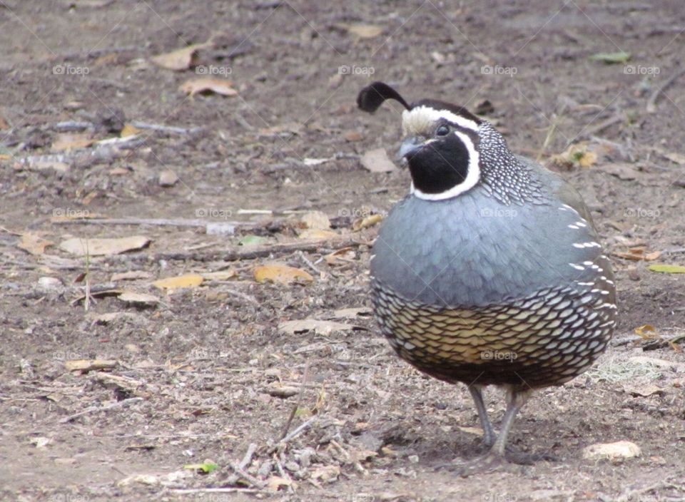 "Like... Wassup?". Quail near Santa Barbara, CA