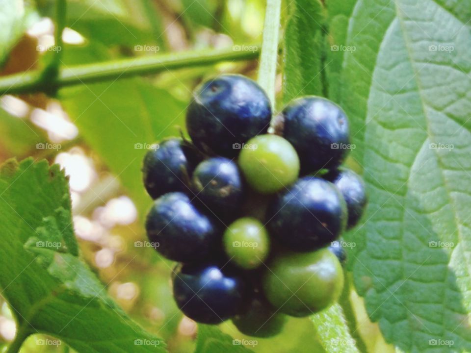 Fruit Lantanan