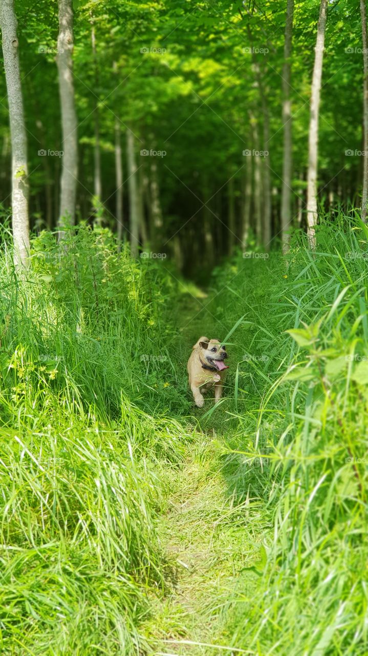 Dog jack Russell pug terrier running / playing between the trees