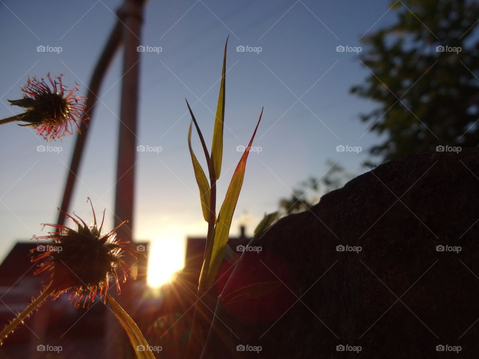 Illuminating sunlight penetrating through the grass