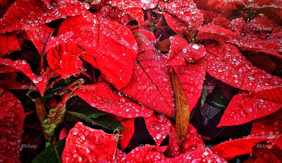 Morning dews on poinsettias...