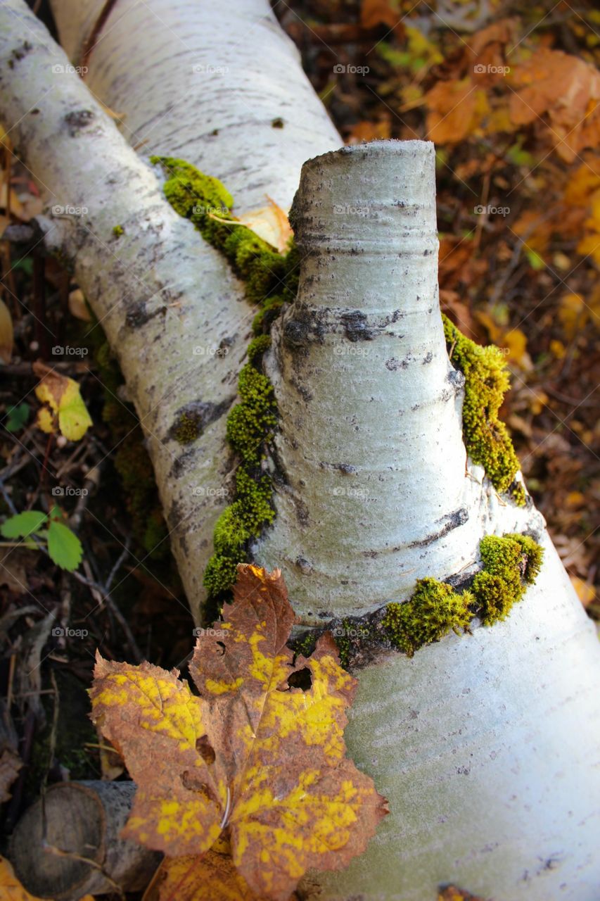 Autumn in the forest 