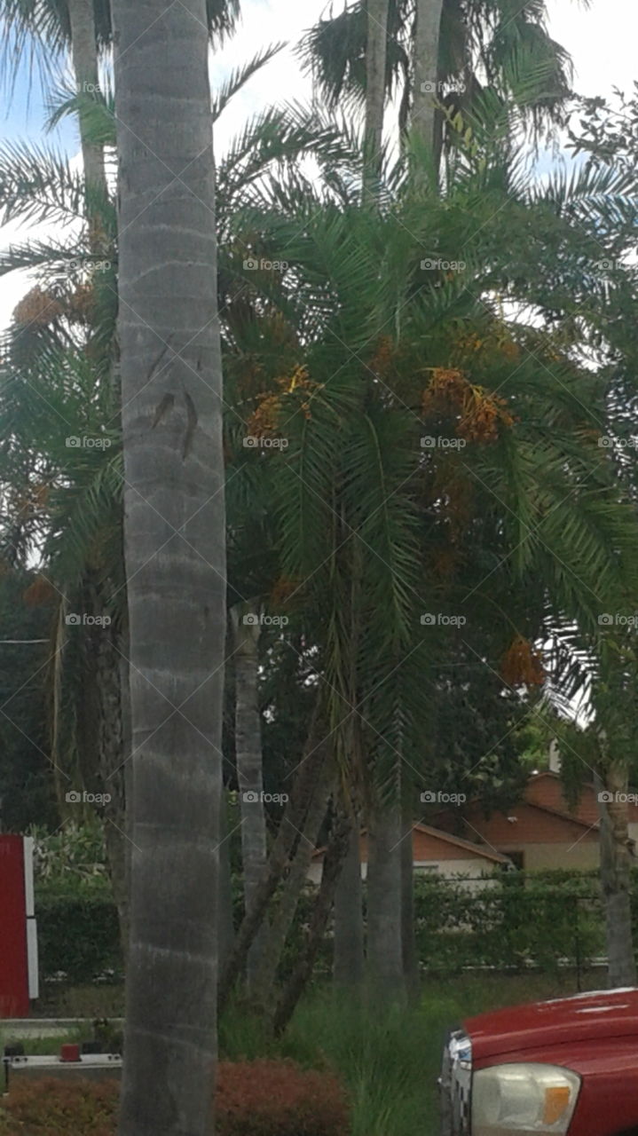 Pretty Palm Tree