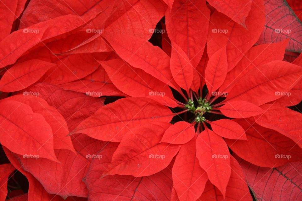 High angle view of poinsettias