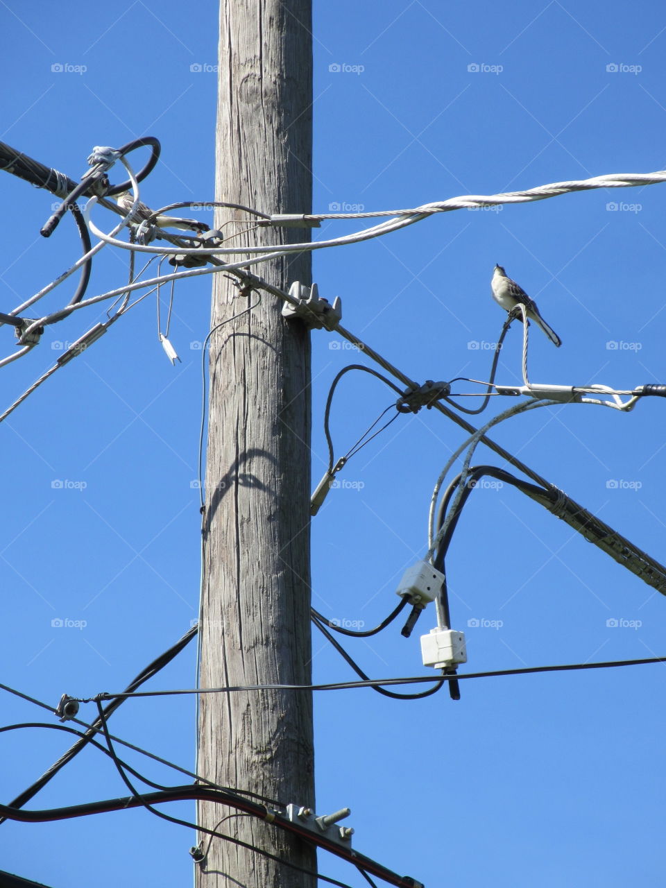 bird on a wire. bird on a wire