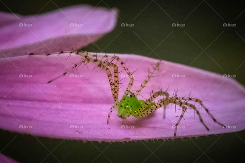 A pink Coneflower petal cradles a Green Lynx Spider. Raleigh, North Carolina. 