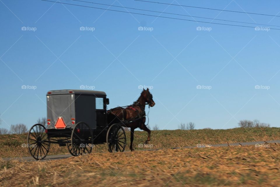 Horse and Buggy taken in Lancaster County, Pennsylvania. Great for companies who make postcards or for those who have an interest in the Amish lifestyle, this is the photo for you.