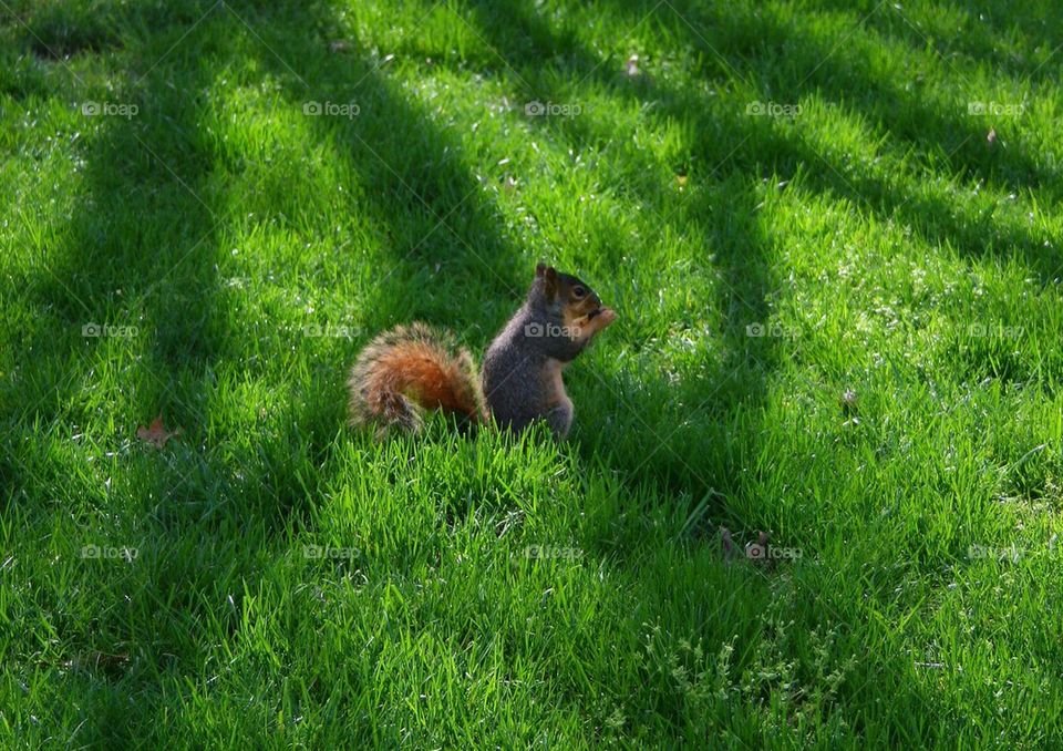 Nuts for Acorns