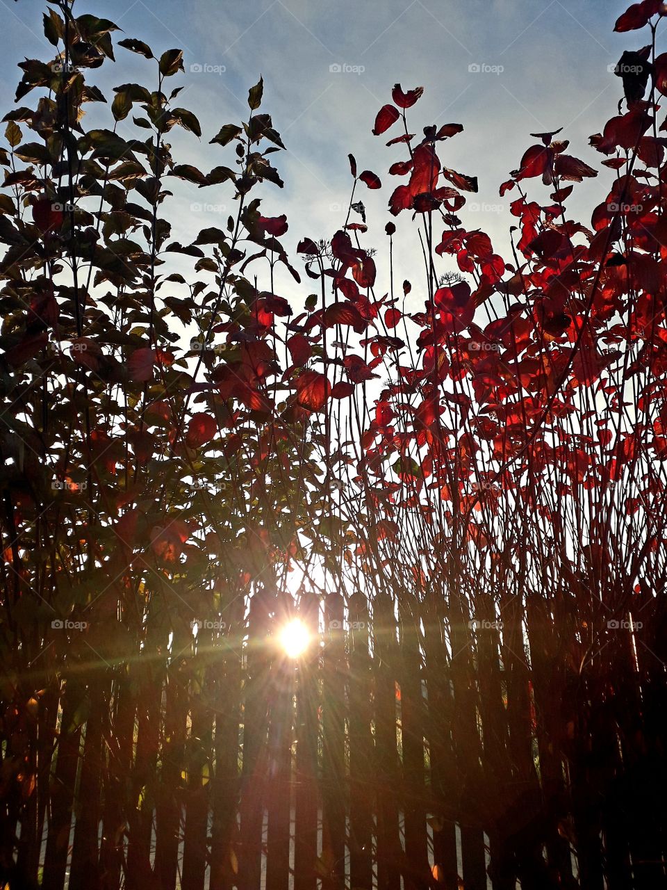 sunlit red leaves of dogwood  and setting sun rays througj a femce