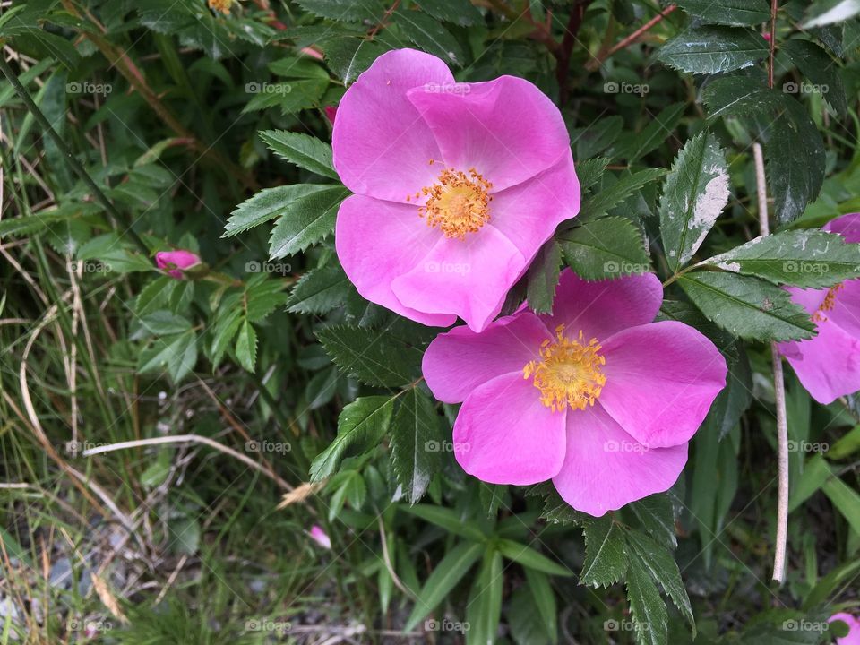 Wild Roses