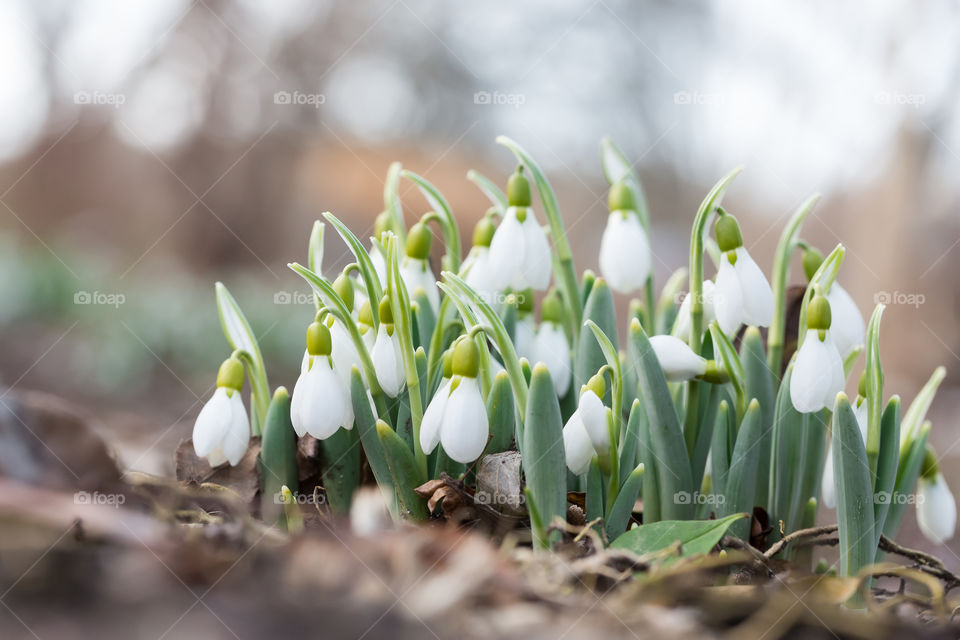 White blooming snowdrop flowers growing in the forest in early spring 