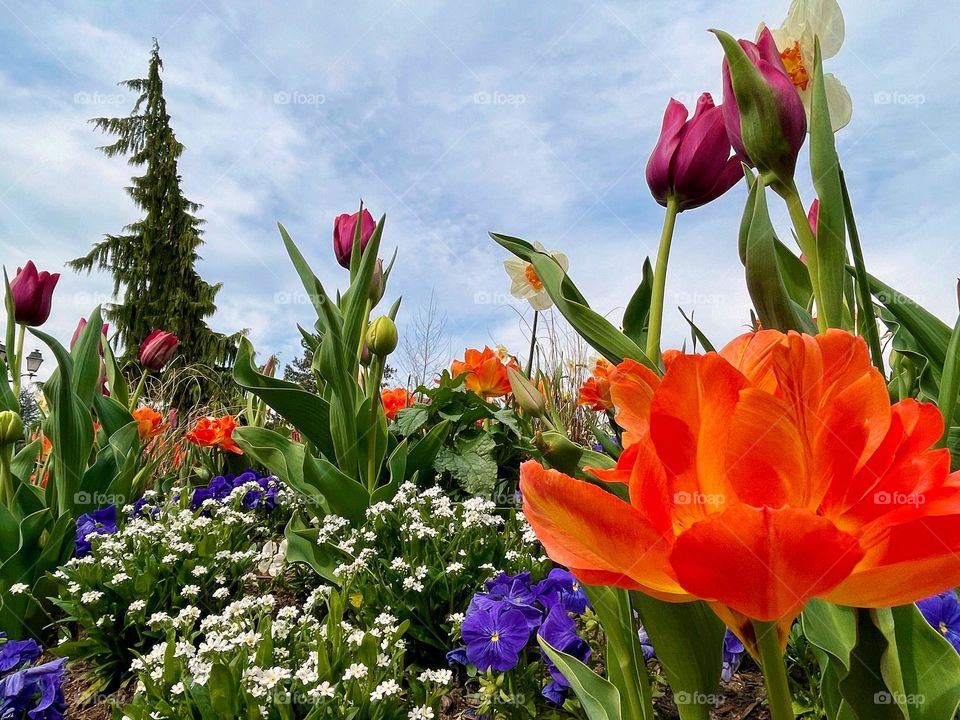 Spring flowers garden no people blue sky 