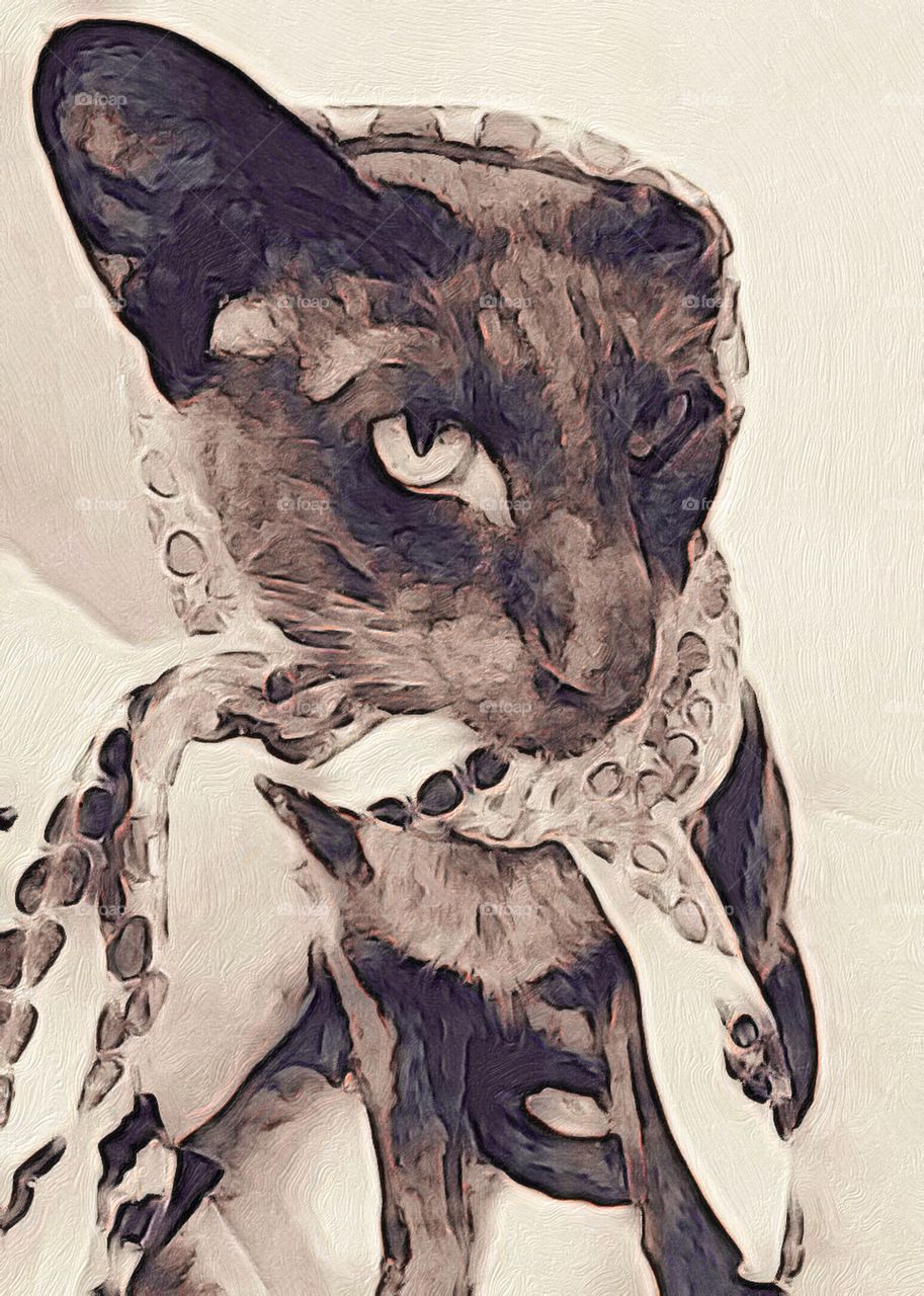 Oriental Shorthair Could Model Scarves 