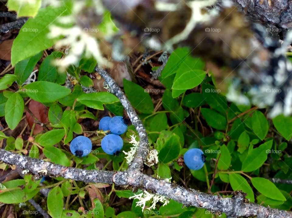 Blueberries 