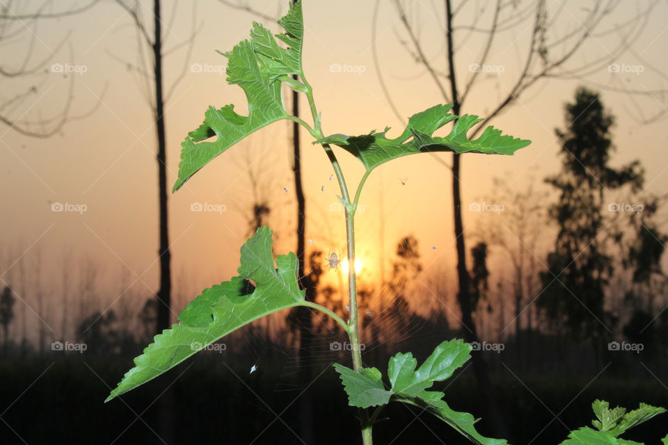 sun set spring season a day...