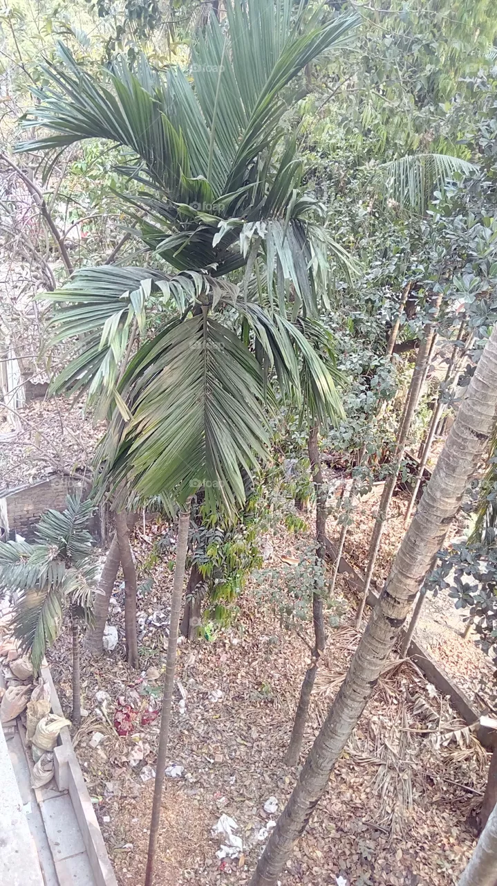 tree