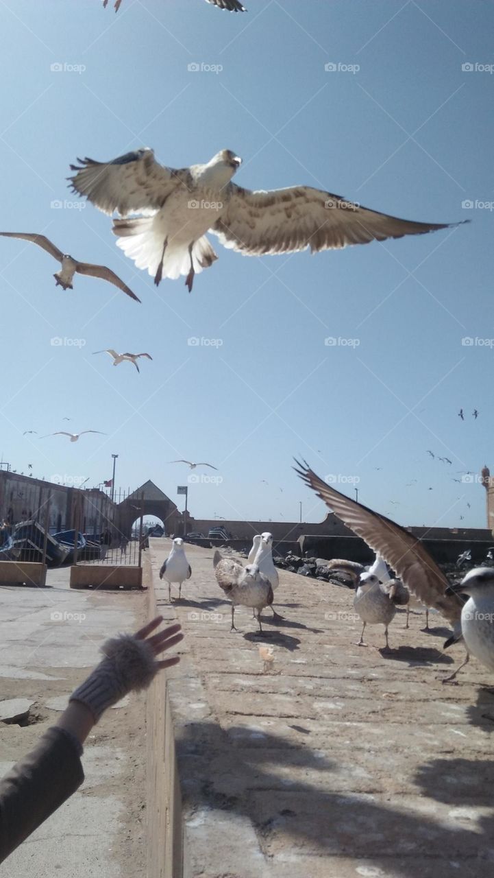 flock of seagulls in sky.