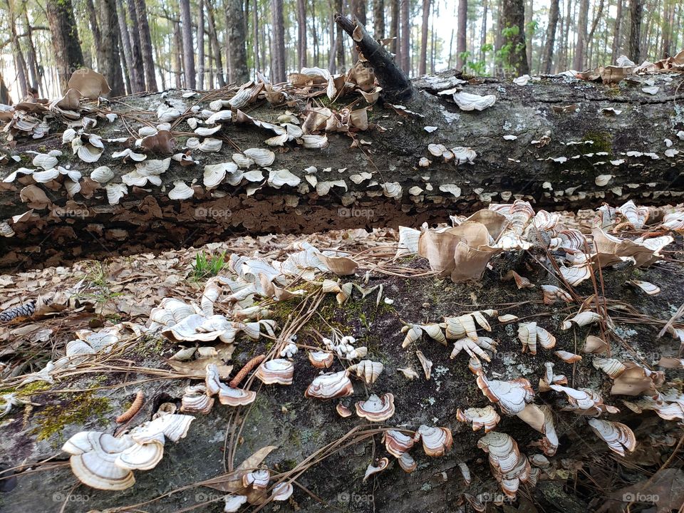 Decomposers
