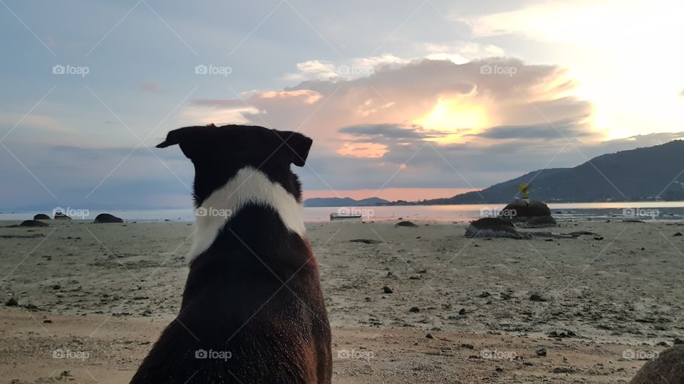 dog staring into a sunset at the beach