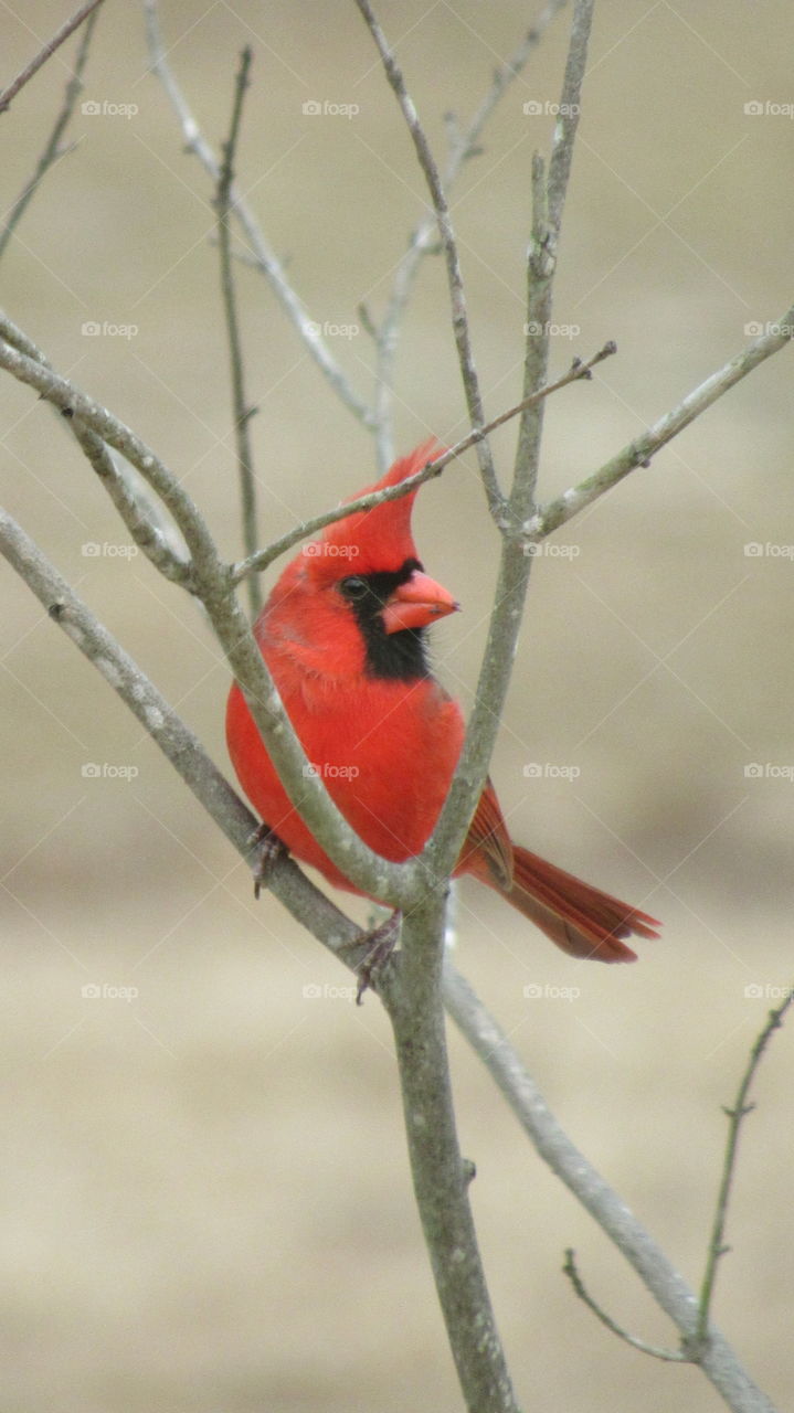 Cardinal
