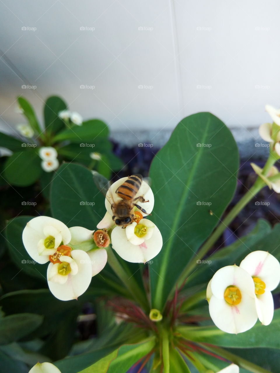 bee on white  crown of  thorns