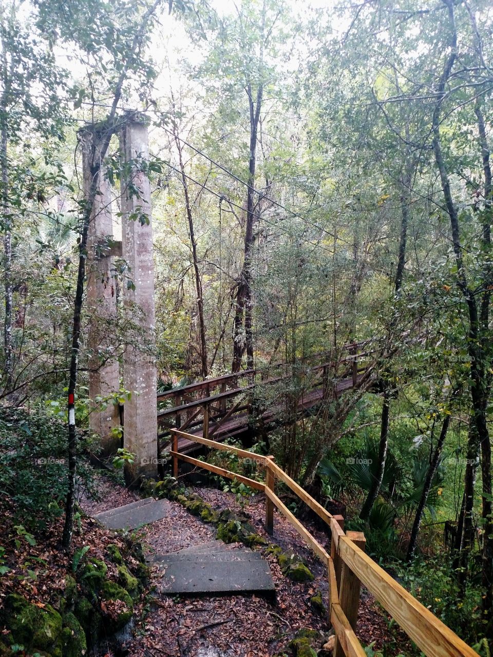 Suspension Bridge through the Woods