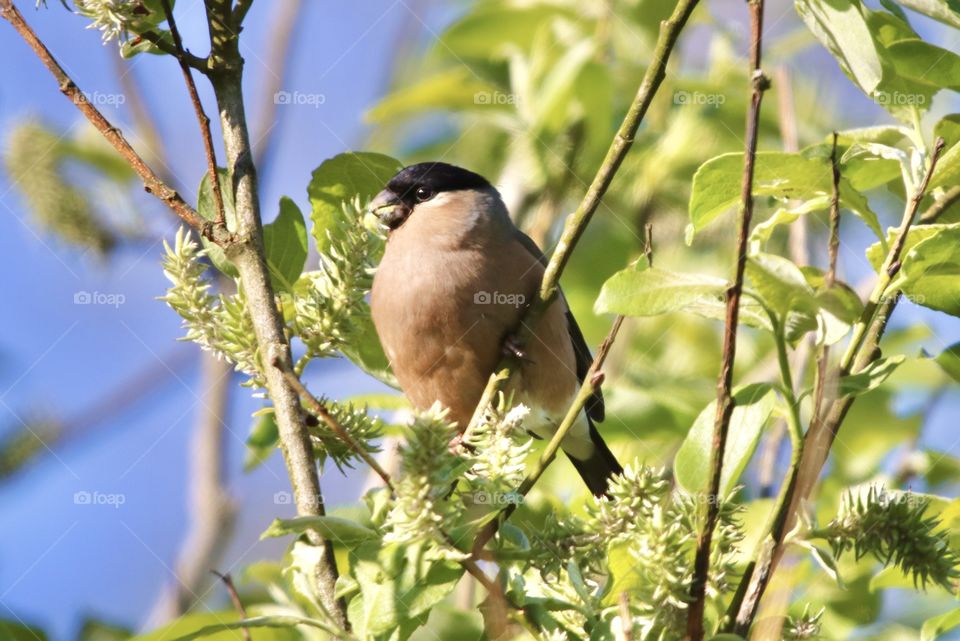 Bullfinch