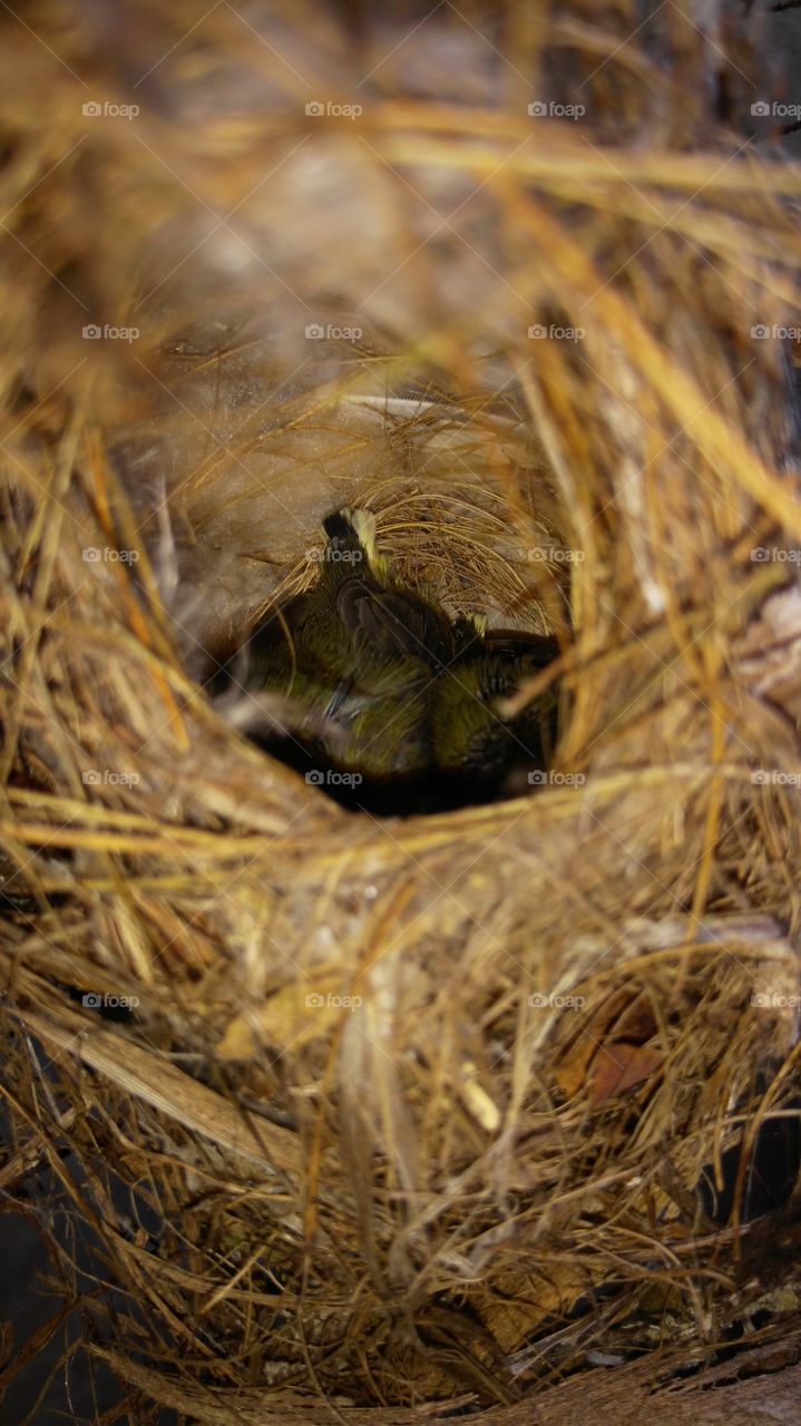 hummingbird's nest