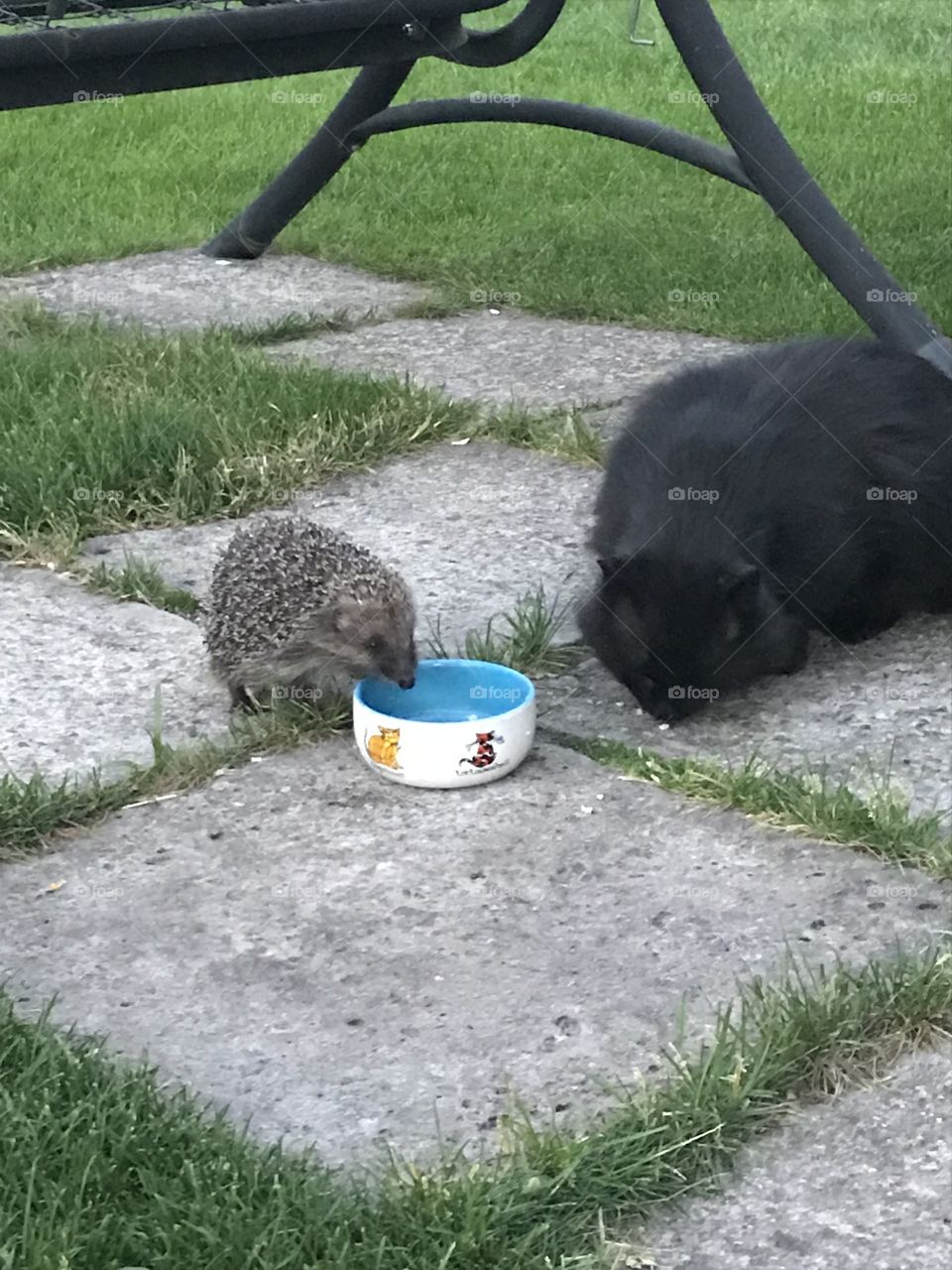 Hedgehog came to eat