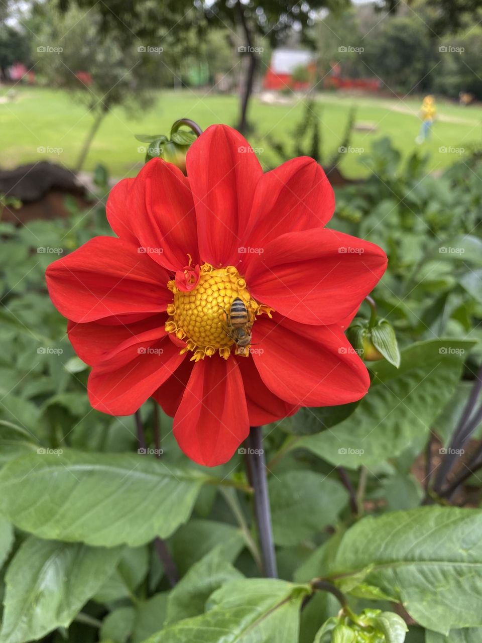 Red flower with a bee