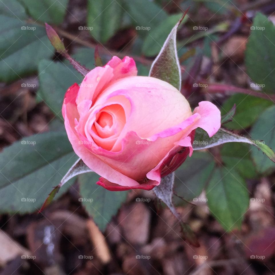 Winter rosebud