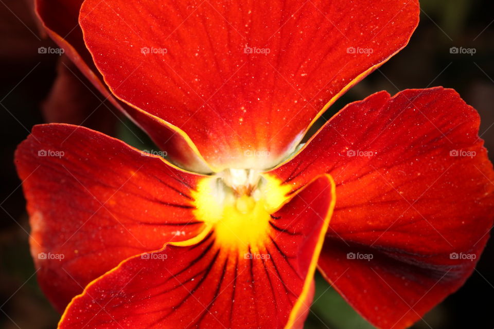 Red pansy flower