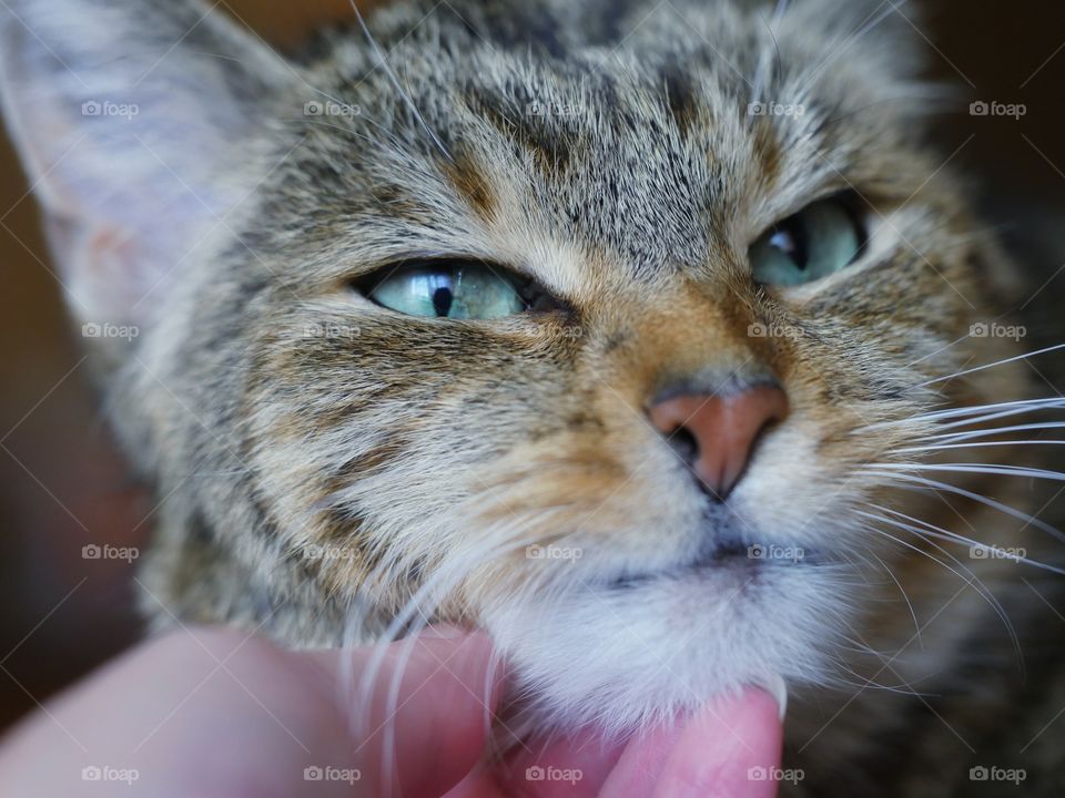 Close up of cat face