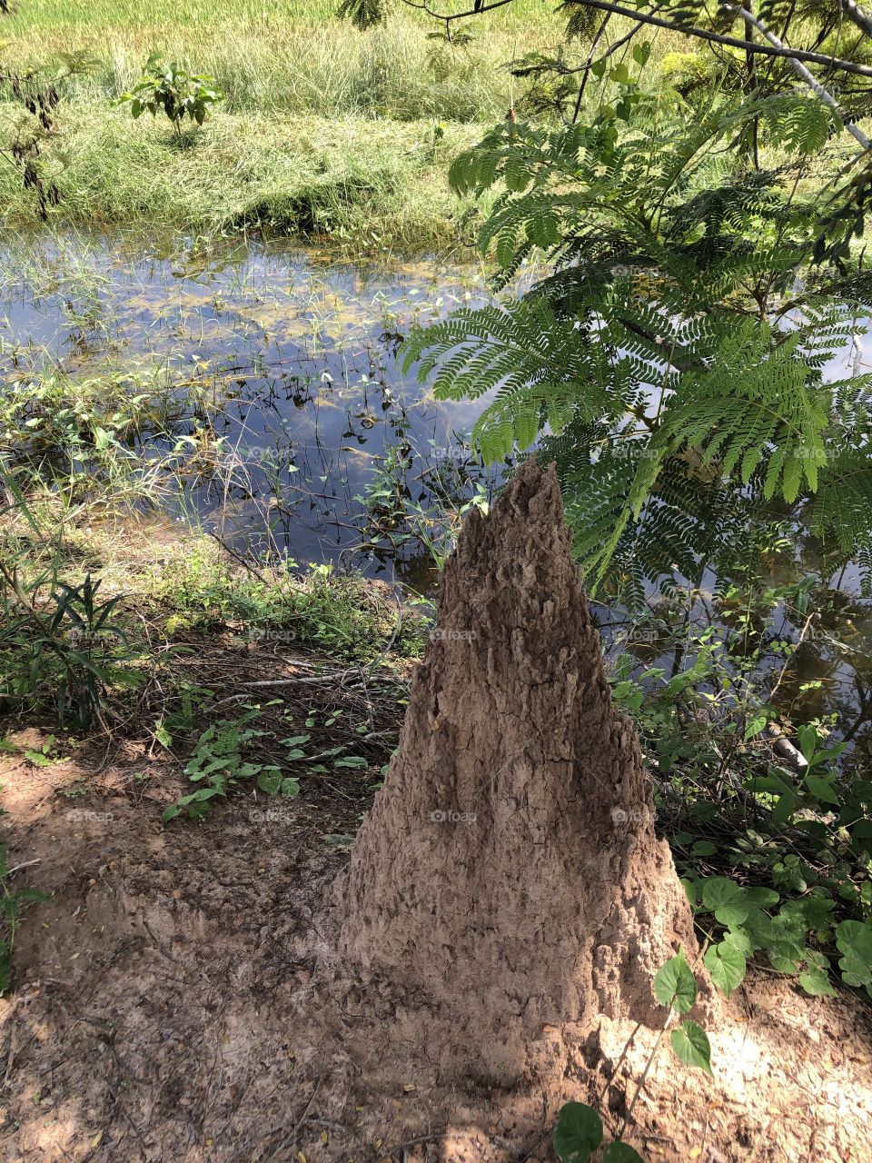 The stories of the nature, my garden ( Countryside)