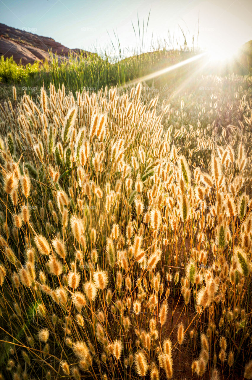 Evening light breaks over a mountain through a field of grass near a beach at Lake Powell 
