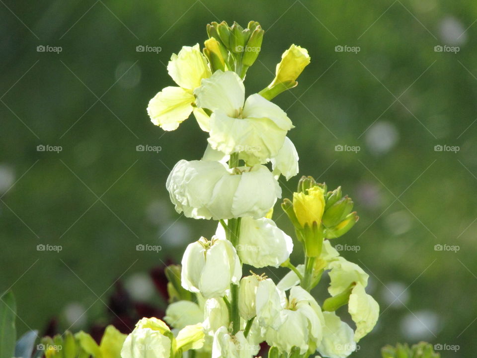 Lemon wallflowers growing in the garden at springtime