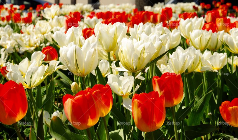 Field of tulips flower