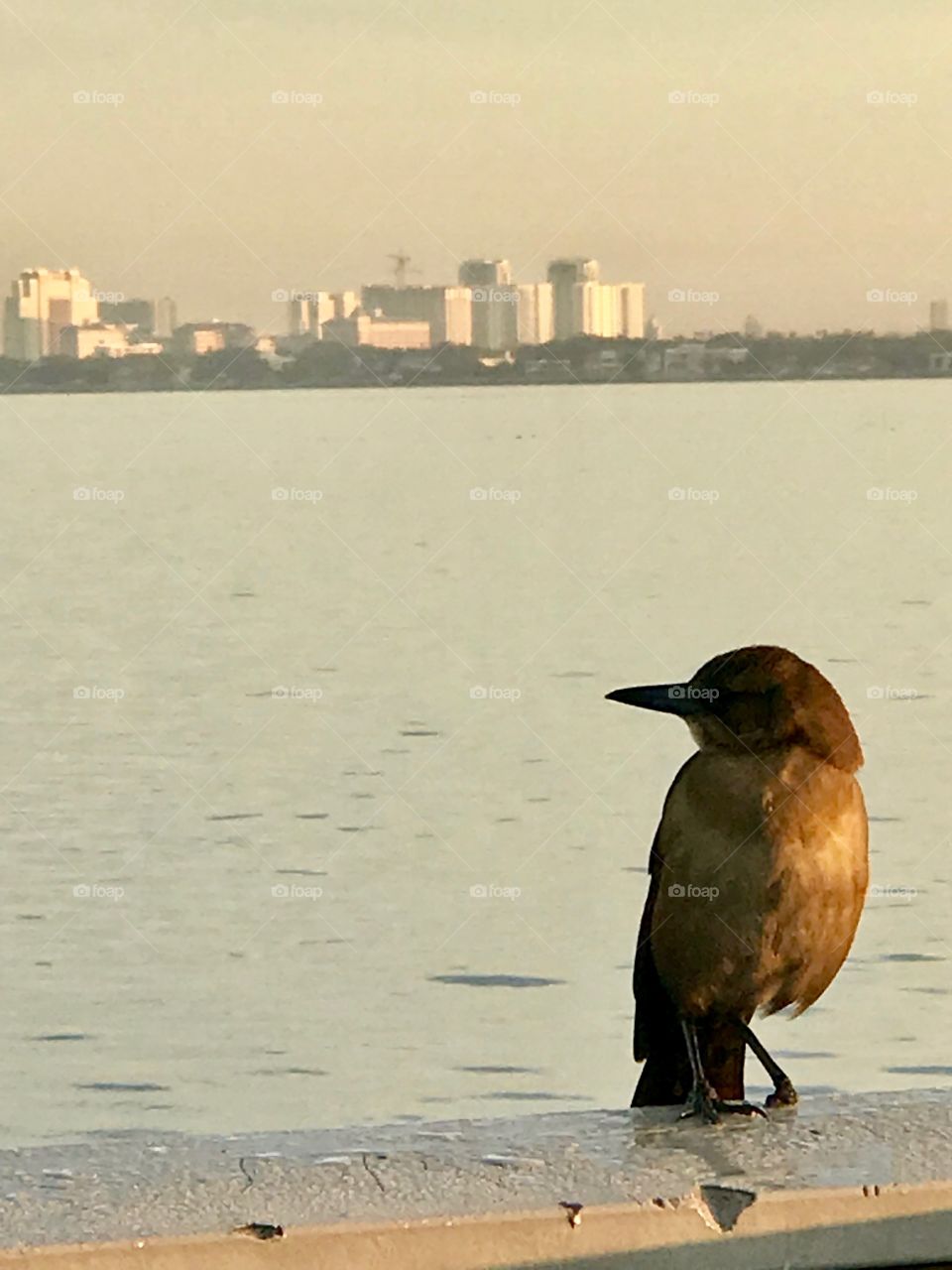 Bird and a city by the water on back ground.