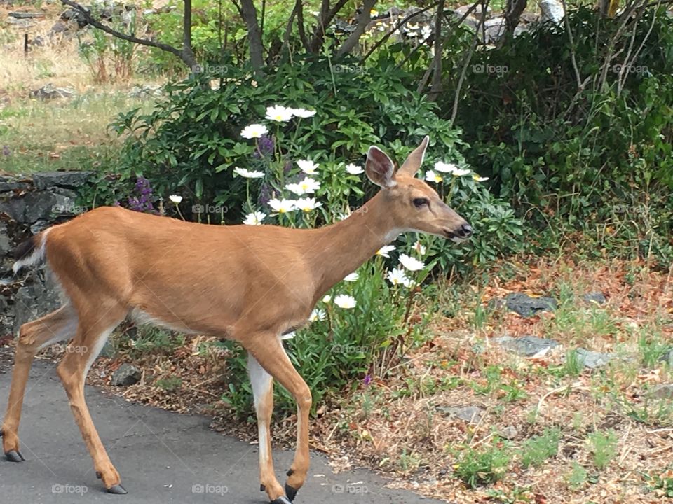 Deer crossing