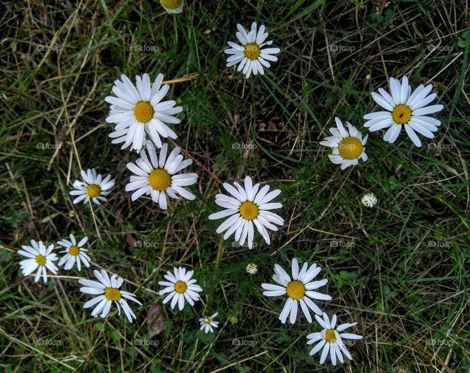 wild camomiles flowers in the grass summer time