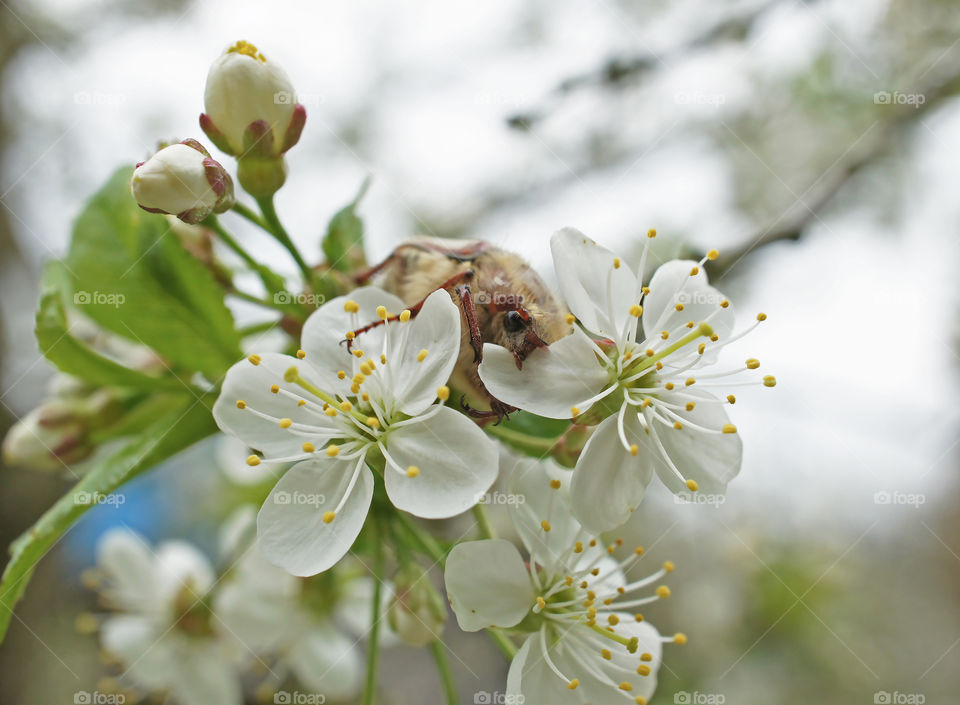 spring cherry flowers
