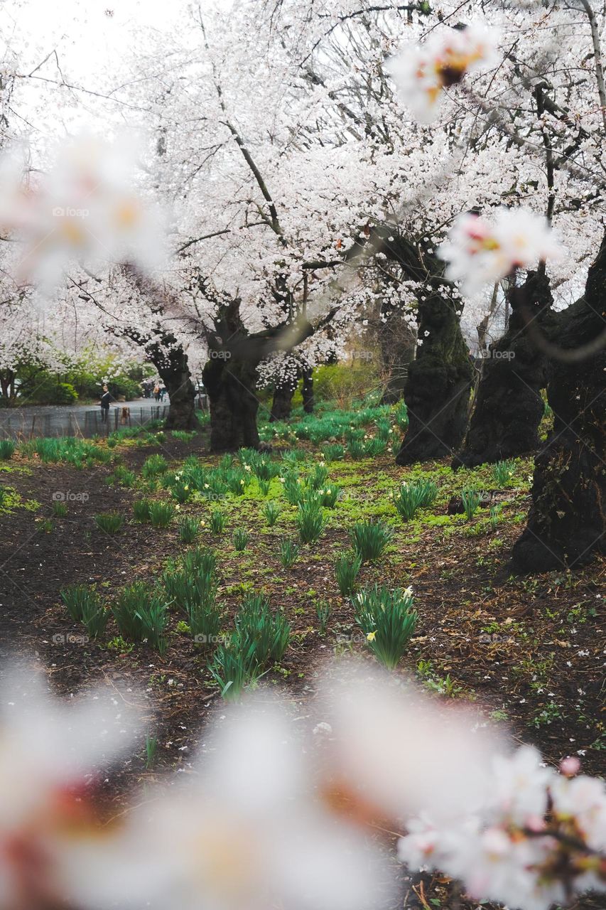 Rainy spring day