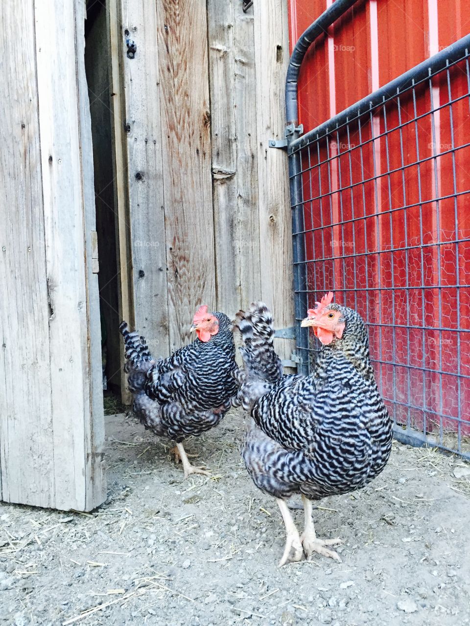Two Chickens Red Door. Two chickens standing in front of a red barn door