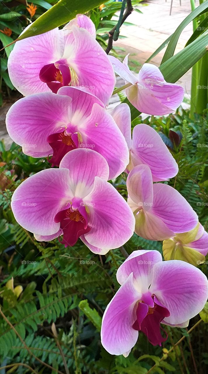 vanda orchid. beautiful flower