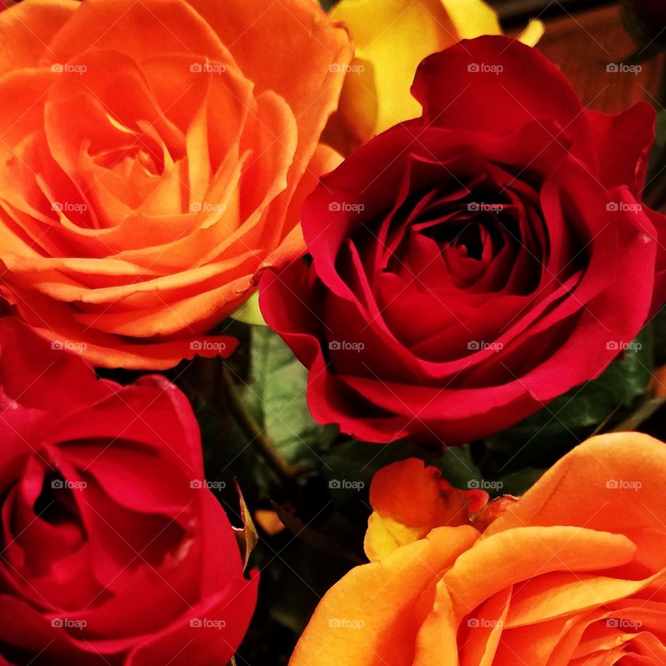 multi-colored roses