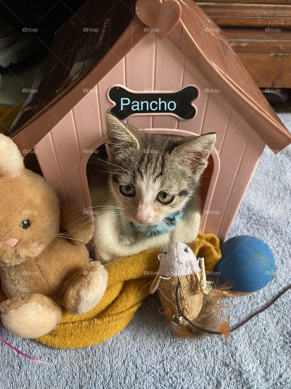 It's not just a kitten, Pancho is family.
