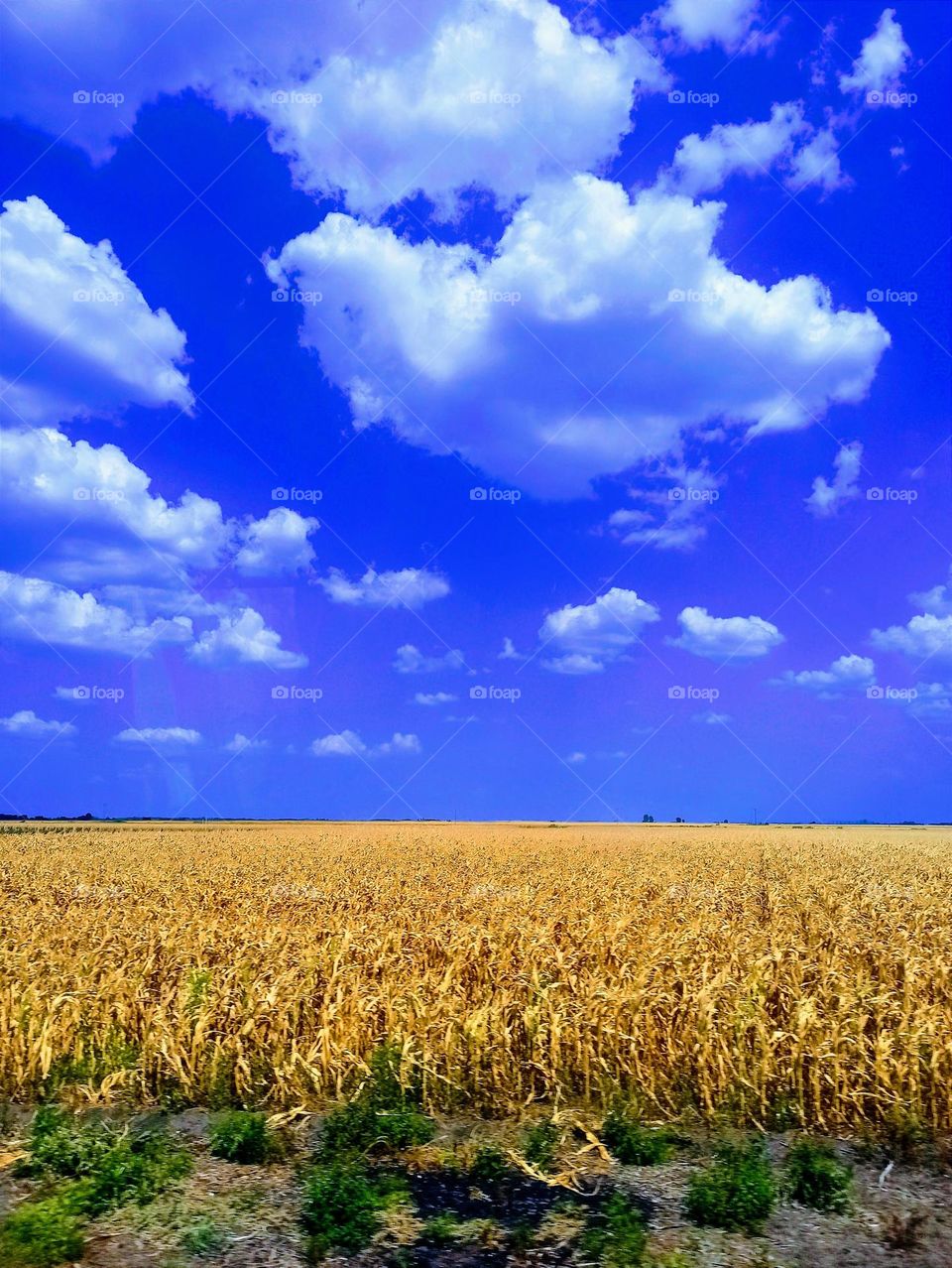 Independence Day of Ukraine