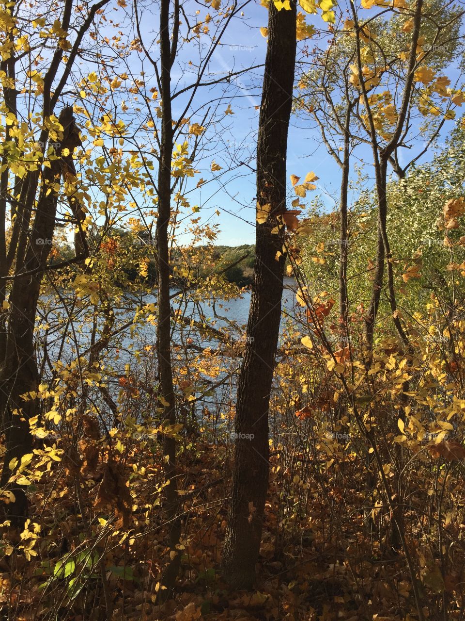 Autumn. Forest, just like a painted palace –
Purple, golden, scarlet – Stands over a bright glade As a cheery dappled wall.