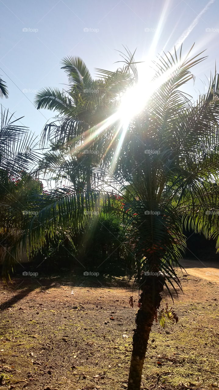 美しい、素晴らしい、木、風景、自然、日光、日光、環境、自然、自然、新鮮な空気、リラクゼーション。