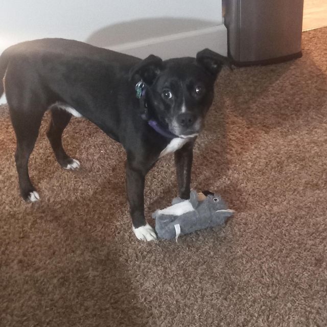 Mixed pit bull protecting his favorite toy, a stuffed bunny daring me to try and grab it.